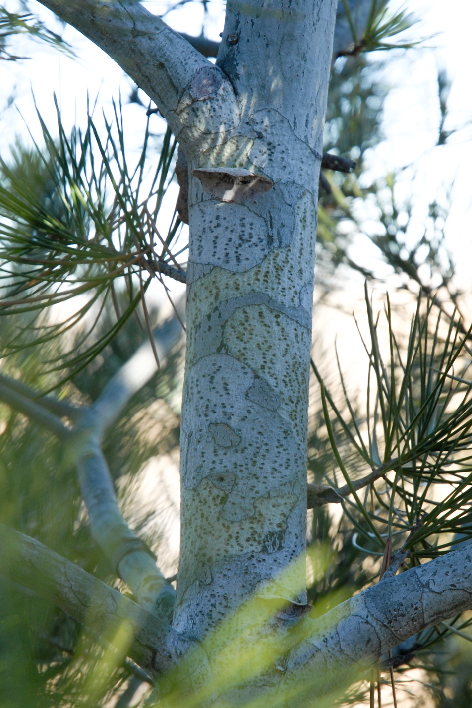 Lacebark Pine